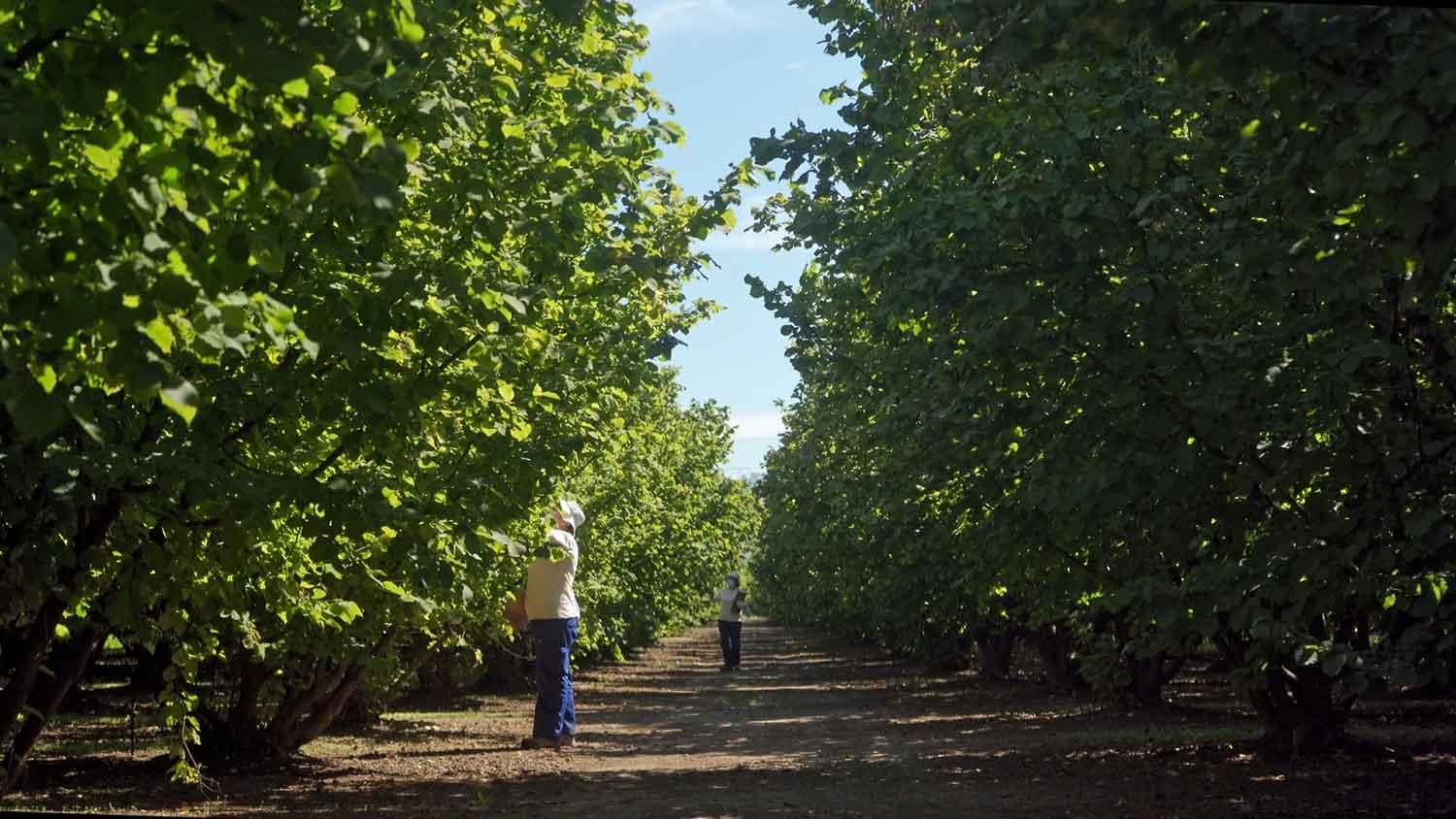 Our commitment to sourcing hazelnuts sustainably